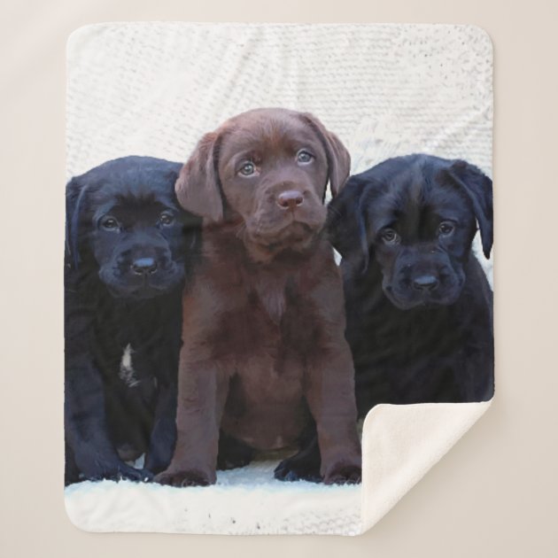 Labrador-Silver Lab-Custom Embroidered Dog Blanket
